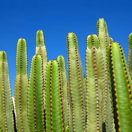 아파트 Casa Medano 34 *